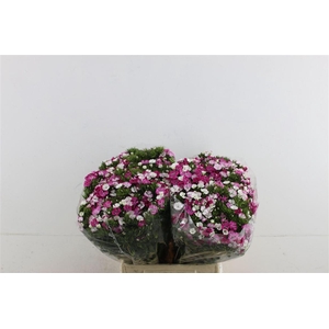 Di Barb Neon Rose Magic 45cm