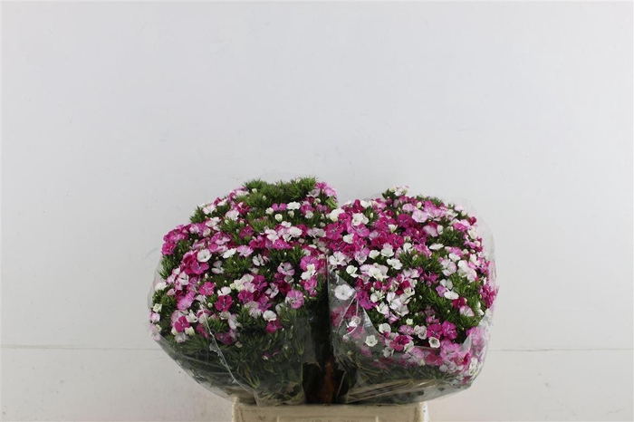 <h4>Di Barb Neon Rose Magic 45cm</h4>