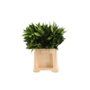 Cocculus 60cm