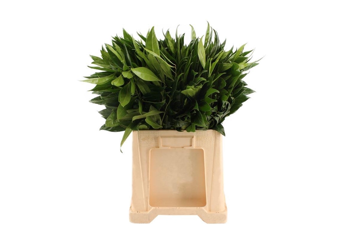 <h4>Cocculus 60cm</h4>