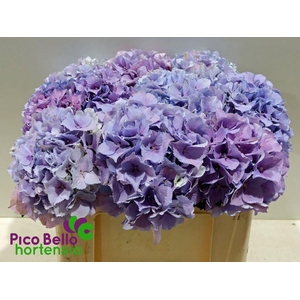 Hydrangea royal benefit