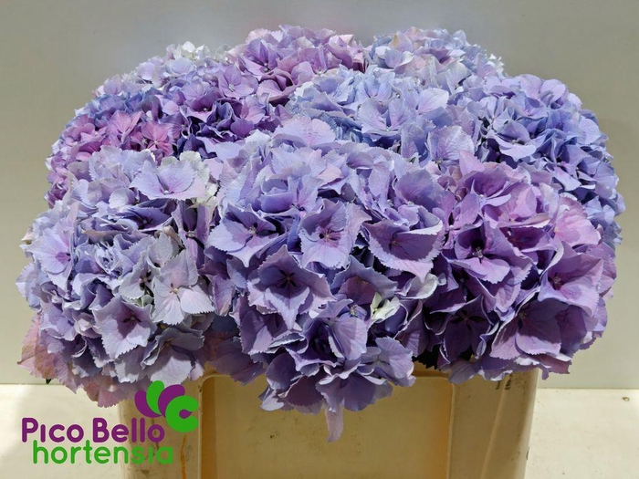 <h4>Hydrangea royal benefit</h4>