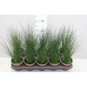 Juncus Pencil Grass