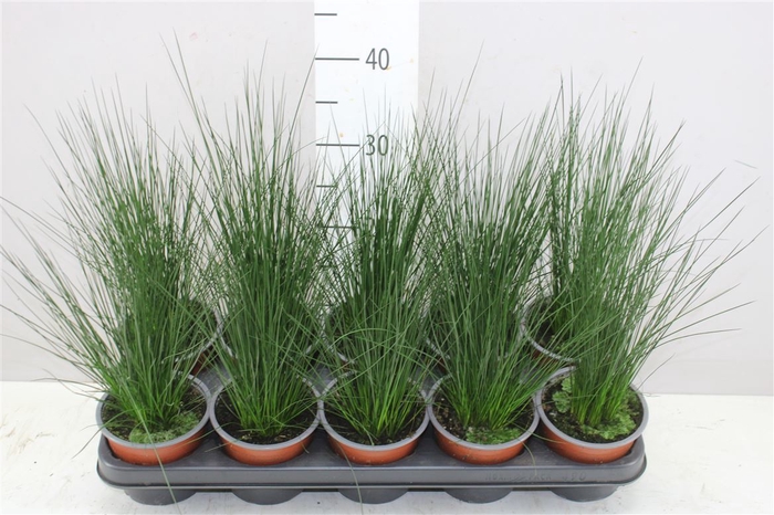 <h4>Juncus Pencil Grass</h4>