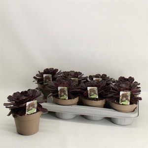 Aeonium Arboreum 14Ø 28cm