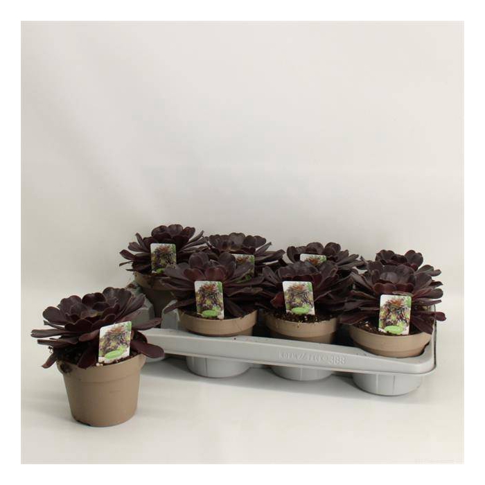 <h4>Aeonium Arboreum 14Ø 28cm</h4>