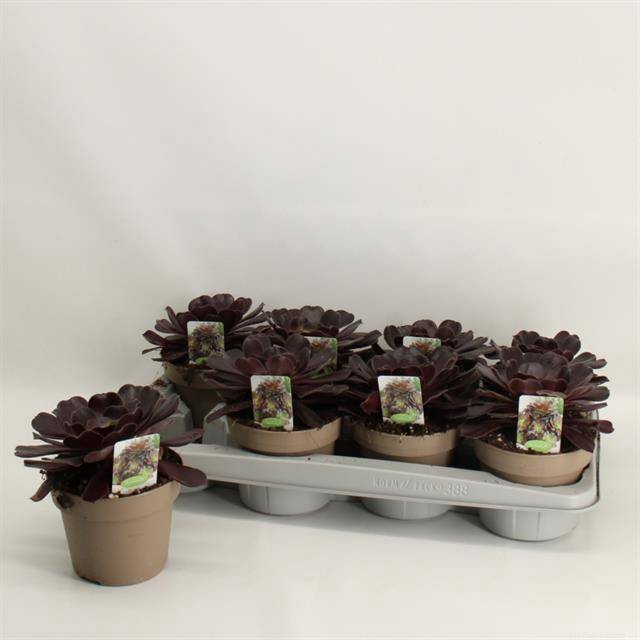 Aeonium Arboreum 14Ø 28cm