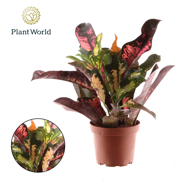 <h4>Croton Wilma kopstek</h4>