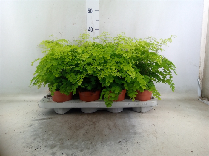 <h4>Adiantum raddi. 'Fragrans'</h4>