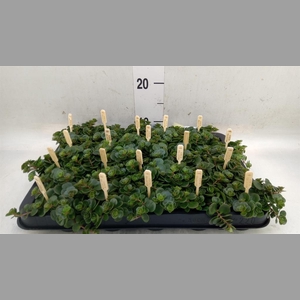Sedum makinoi 'Kosmosje'