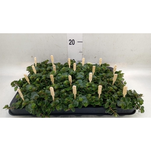 Sedum makinoi 'Kosmosje'