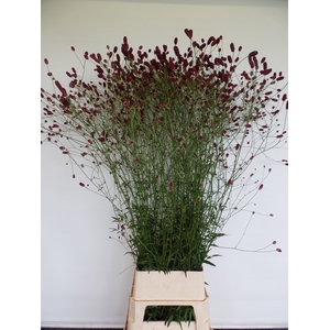 SANG OFFICINALIS