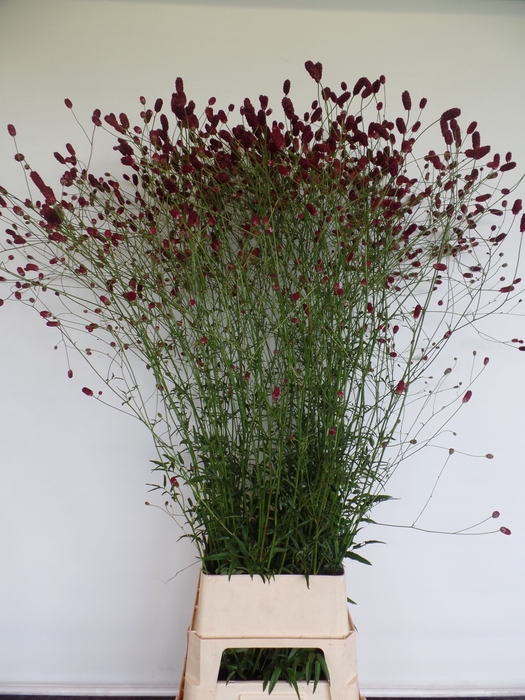 <h4>SANG OFFICINALIS</h4>