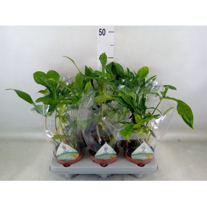 Philodendron   ...