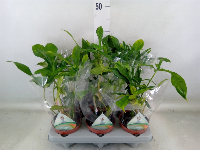 <h4>Philodendron   ...</h4>