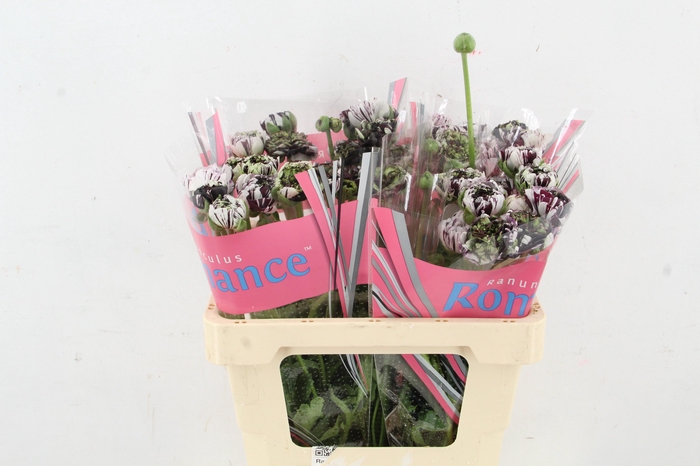 <h4>RAN BRUSHM ESTRADA SPECIAL</h4>