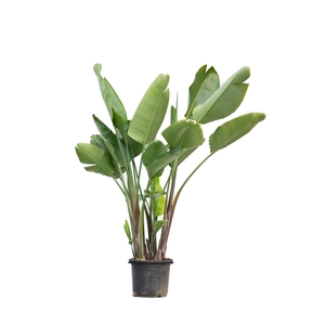 STRELITZIA NICOLAI