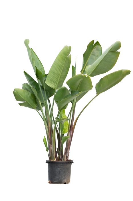 <h4>STRELITZIA NICOLAI</h4>