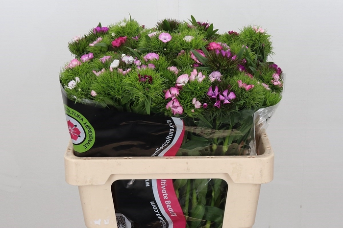 Dianthus Br Am Mix Rainbow