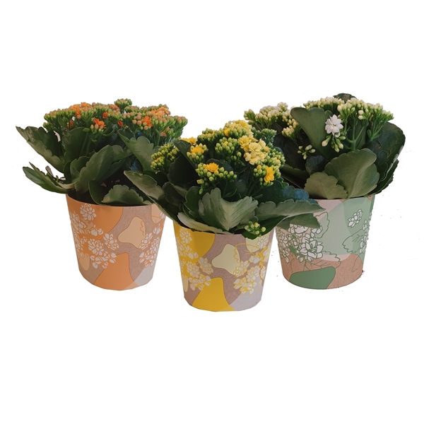 <h4>KP-849.4 - Kalanchoe Rosalina in waterdichte smartcup Pasen</h4>