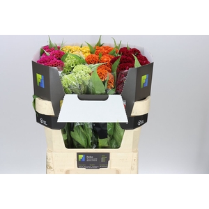 Celosia C Mixed In Bucket