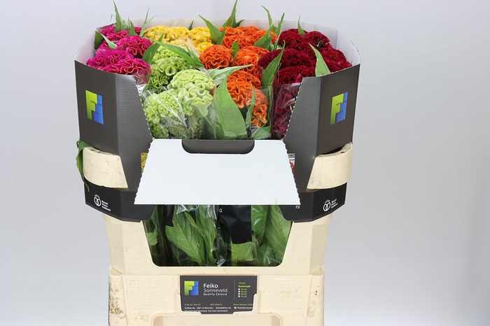 <h4>Celosia C Mixed In Bucket</h4>