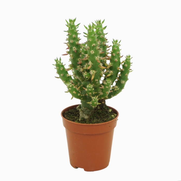 <h4>Austrocylindropuntia subulata</h4>