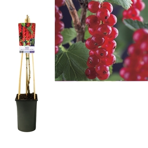 Ribes rubrum 'Jonkheer van Tets' +light label