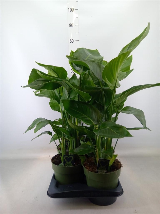 <h4>Strelitzia nicolai</h4>