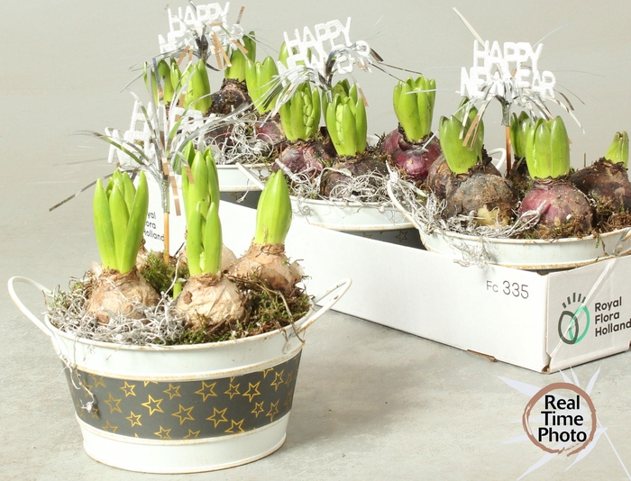 <h4>ARR HYACINTH</h4>