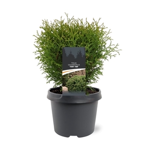 Thuja occidentalis 'Tiny Tim'