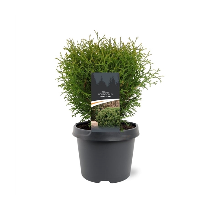 <h4>Thuja occidentalis 'Tiny Tim'</h4>