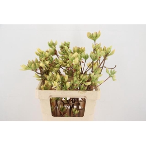 RHODO. LIME 050CM