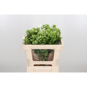 Phlox P Whitecap