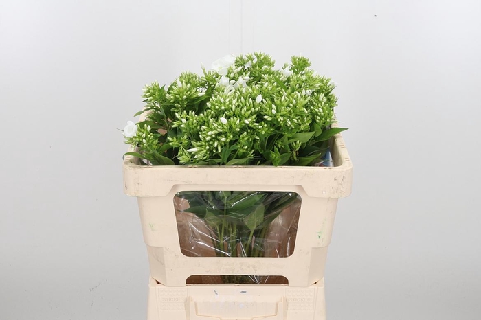 <h4>Phlox P Whitecap</h4>