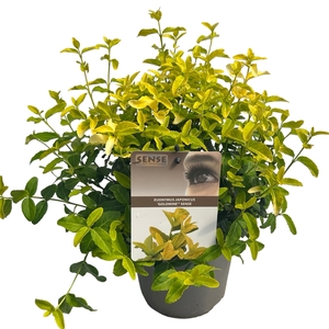 Euonymus jap. 'Goldmine'® sense