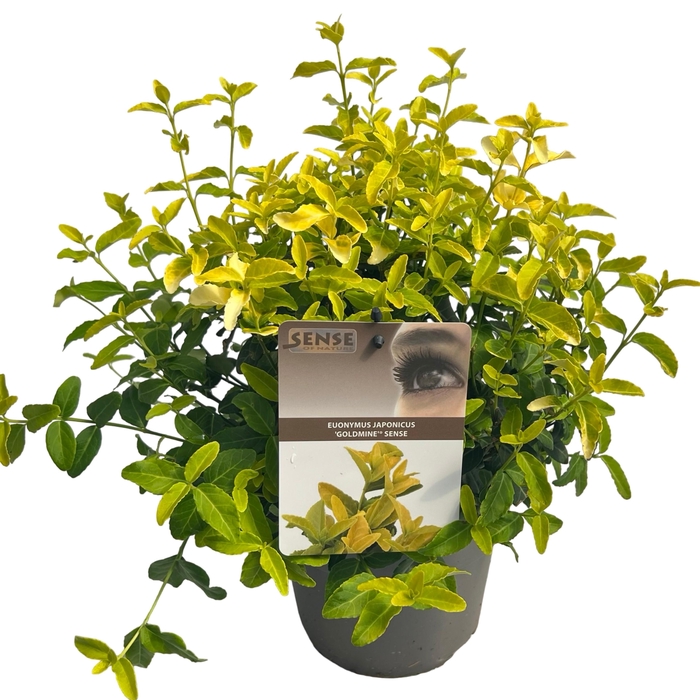 <h4>Euonymus jap. 'Goldmine'® sense</h4>