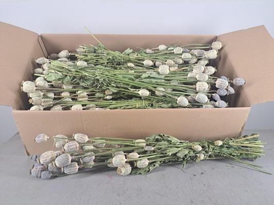 <h4>Df Papaver Bs Natural</h4>