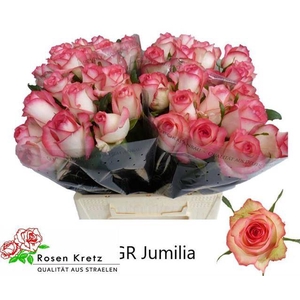 R GR JUMILIA