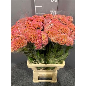 Celosia Act Rima