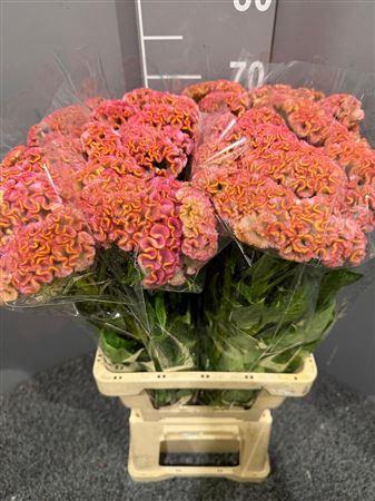 <h4>Celosia Act Rima</h4>