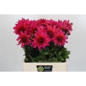 Dahlia Pink Punk