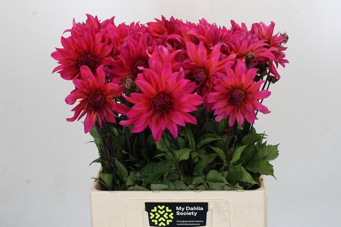 <h4>Dahlia Pink Punk</h4>