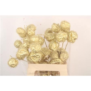 Ascl. Moby Dick Gold