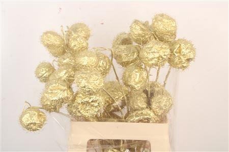 <h4>Ascl. Moby Dick Gold</h4>