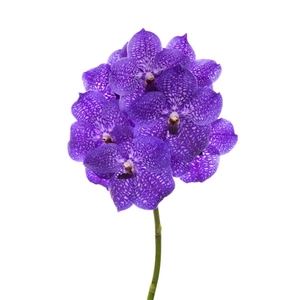 Vanda Violet Maxi Blue X16