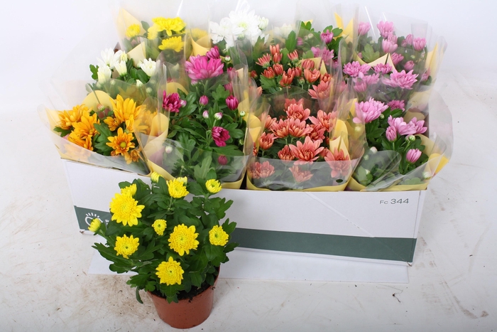 <h4>CHRYS GEM 6 KL</h4>