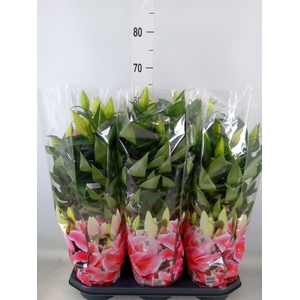 Lilium ori.  'After Eight'