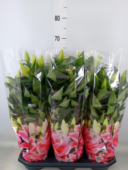 <h4>Lilium ori.  'After Eight'</h4>