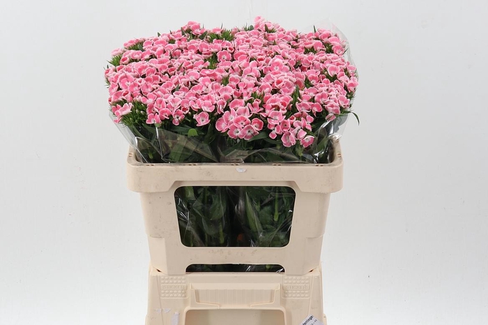 <h4>Di Barb Lindo</h4>